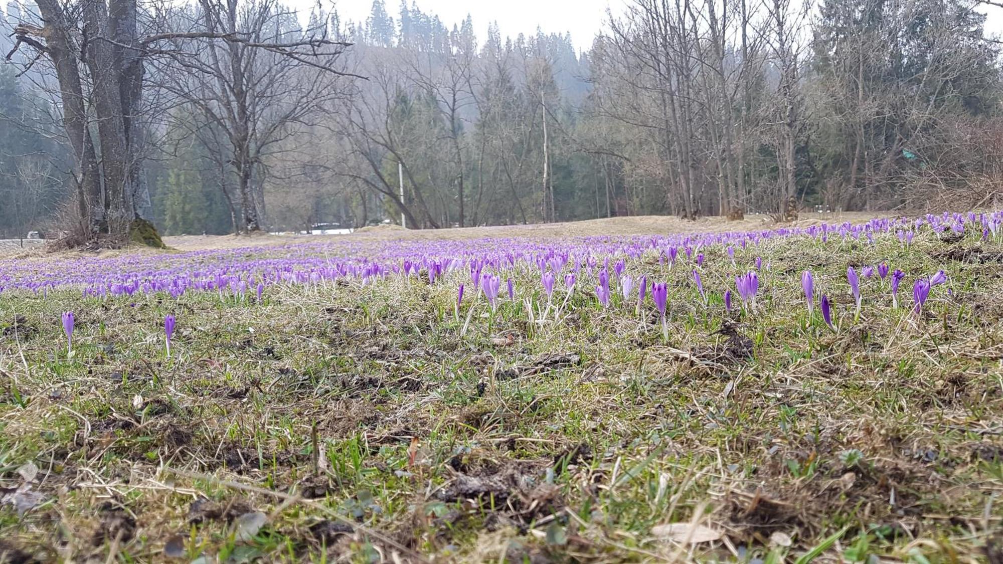 Dom Na Skraju Lasu Jurgów Esterno foto