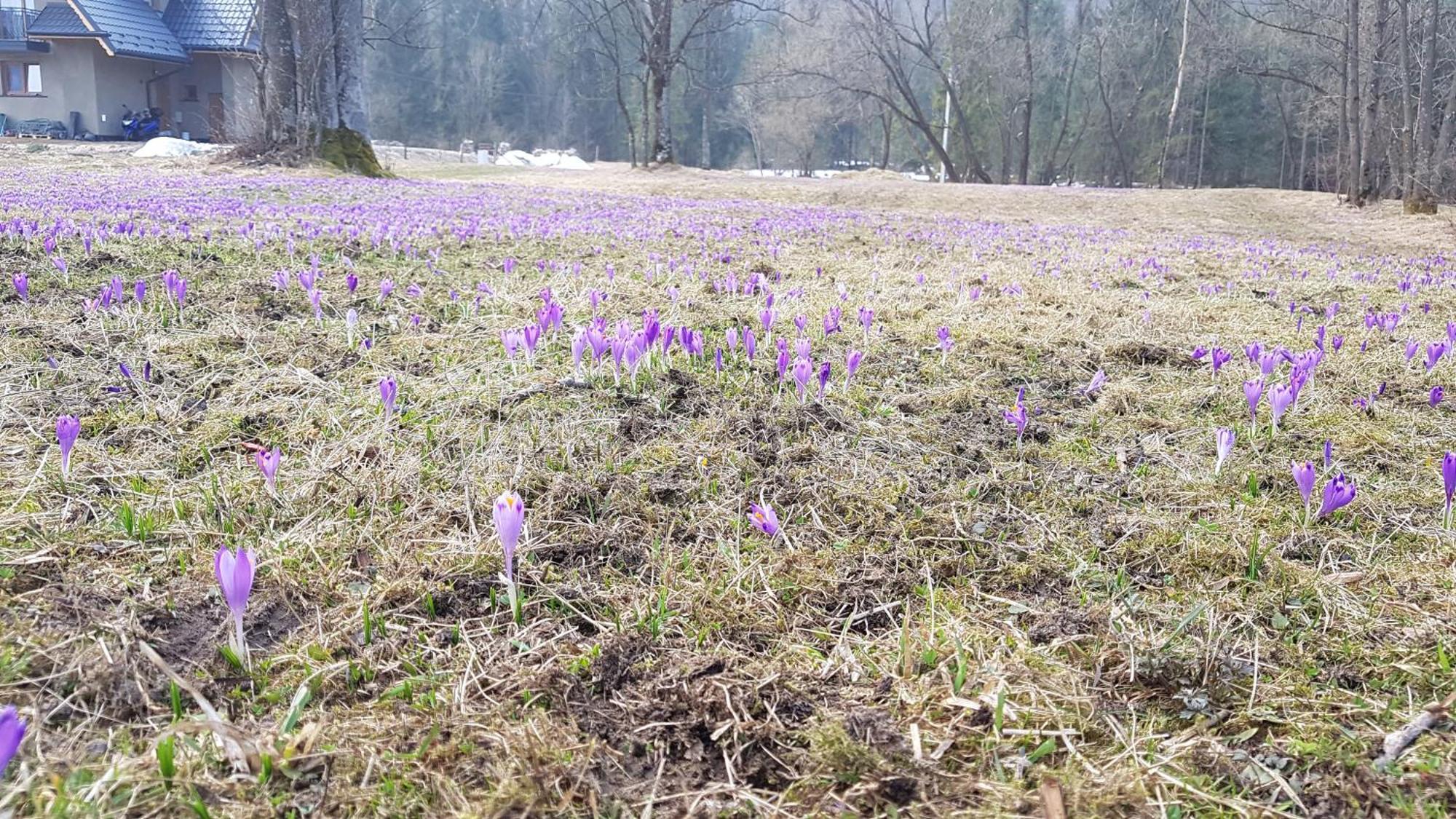 Dom Na Skraju Lasu Jurgów Esterno foto